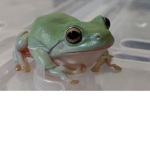 SandyFroggies