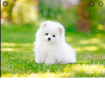 Learn about dogs breeds