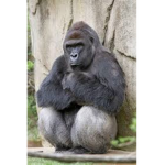 OFFCIAL Harambae hairy legs kingdom