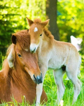 Horse Lover For Life