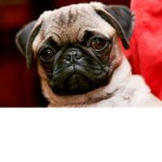 pugs city