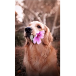 Scarlett’s cool meme group