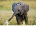 Awesome Elephants Forever