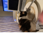 Cats, kittens, only