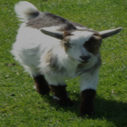 Goat Squad Hangout.