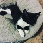 Misty_kitty