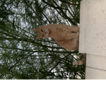 CatzRoblox
