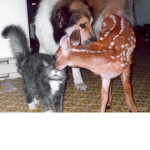 Cats dogs deer