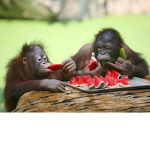 Monkey Mini Eaters