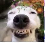 Lanas lamas!!