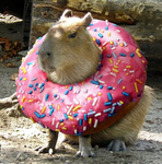 Cute capybara club
