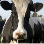 The Preppy Purple Cows