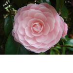 Pretty Flowers Group