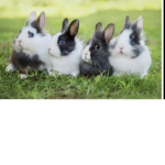 THE RABBITS SQUAD!!!