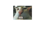 Meows5s