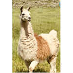 Llamas together