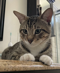 Tabby Cat...