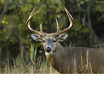 THE DEMON DEERS