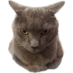 GREY CATS