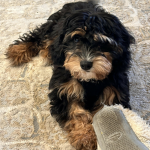 dog and puppy games