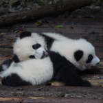 welcometo the panda group