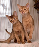 aby cat offical group ( CATS ONLY :< )