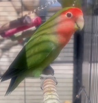 Coco the Birdie!