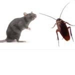 the rats and roaches, RATS AND ROACHES