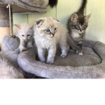 I am a sonicfan and I have baby kittens