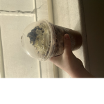 Starbucks is delicious