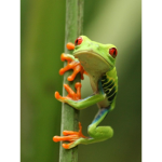 Froggy Friday