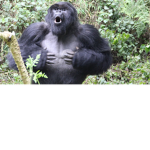 Gorillas YT