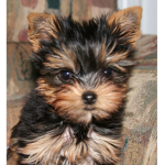 Yorkie dog group