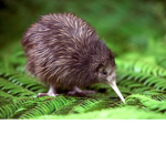 Club Kiwi (Animal)