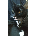 Panda/cats team fan group