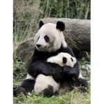 The Panda Dreamers