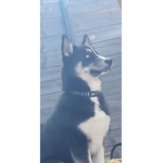 Husky:)