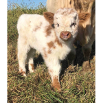 cow cult (:)