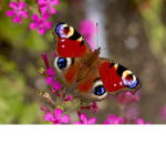 ~Butterfly's group ~
