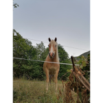 Team cat and horse