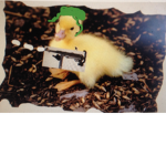 The Fluffy Yellow Duck Army