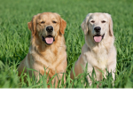 Dogs:)