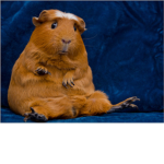 GUINEA PIG GANG LETS GOOOO