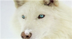 frost clan spirit wolves