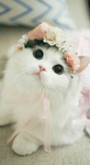 Gatos locos los q aman los gatos vengan