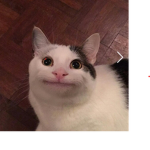 kittyyyyyyyyyyyyyyyyy’s