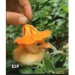 Duck fanss