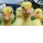 Duck fam !!!