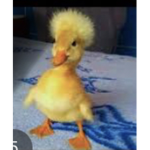 bellasducklings<3