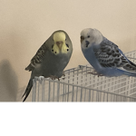 beel and Luna fan group